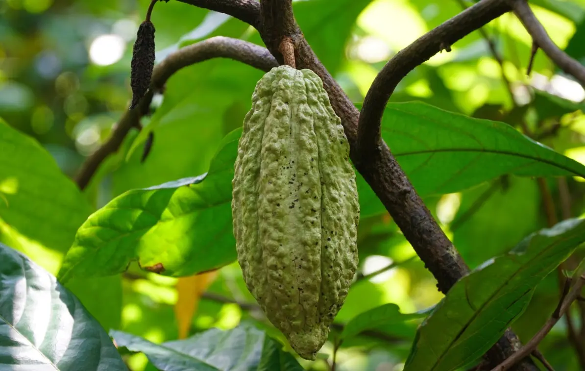 Bạn đ&atilde; thử chưa Cacao Mười Cương thơm ngon chỉ c&oacute; tại T&acirc;y Đ&ocirc;? 3