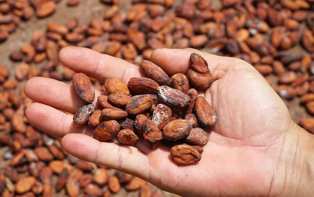 Bạn đ&atilde; thử chưa Cacao Mười Cương thơm ngon chỉ c&oacute; tại T&acirc;y Đ&ocirc;? 8