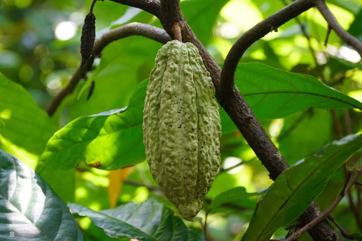 Bật m&iacute; cho bạn những m&oacute;n Đặc sản Cần Thơ mua về l&agrave;m qu&agrave; 19