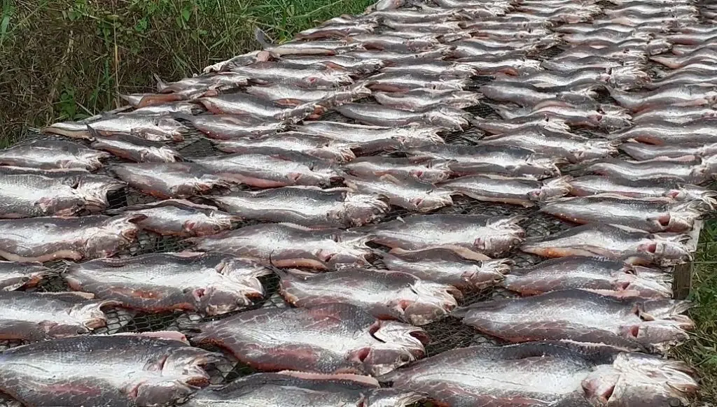 C&ograve;n g&igrave; bằng nh&acirc;m nhi m&oacute;n ngon đặc sản Kh&ocirc; c&aacute; l&oacute;c Cần Thơ 5