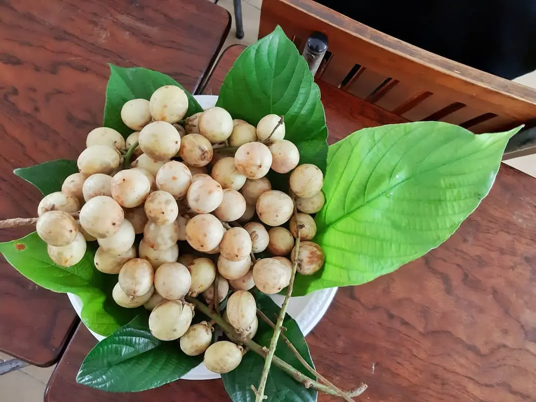 Đến T&acirc;y Đ&ocirc;, thử ngay m&oacute;n ngon G&agrave; um d&acirc;u Hạ Ch&acirc;u lạ miệng 2