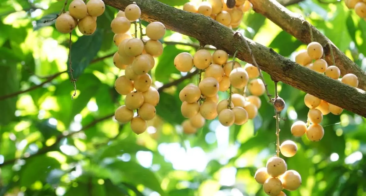 Đến T&acirc;y Đ&ocirc;, thử ngay m&oacute;n ngon G&agrave; um d&acirc;u Hạ Ch&acirc;u lạ miệng 5
