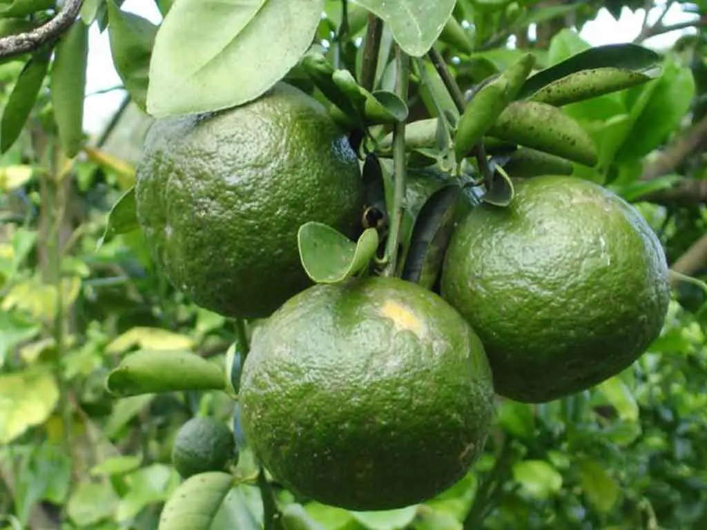 Top Tr&aacute;i c&acirc;y Cần Thơ gọi t&ecirc;n đặc sản n&agrave;o đ&atilde; ăn l&agrave; chỉ c&oacute; ghiền? 8