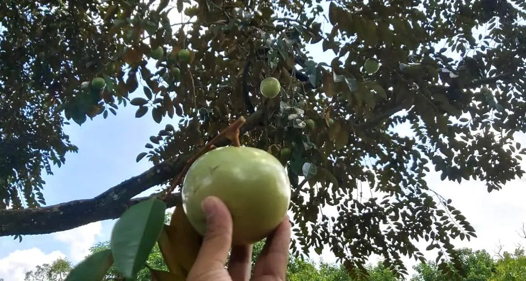Top Tr&aacute;i c&acirc;y Cần Thơ gọi t&ecirc;n đặc sản n&agrave;o đ&atilde; ăn l&agrave; chỉ c&oacute; ghiền? 7
