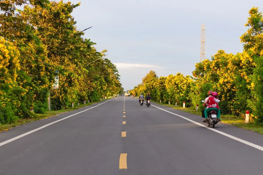 Rực rỡ sắc v&agrave;ng tuyến đường nối Cần Thơ, Vị Thanh tr&ecirc;n Quốc lộ 61C 5