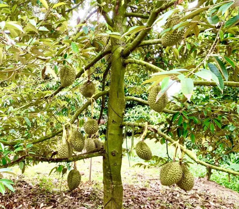 Top 5 vườn sầu ri&ecirc;ng Cần Thơ, vừa ăn vừa m&ecirc; cảnh đẹp miệt vườn 2