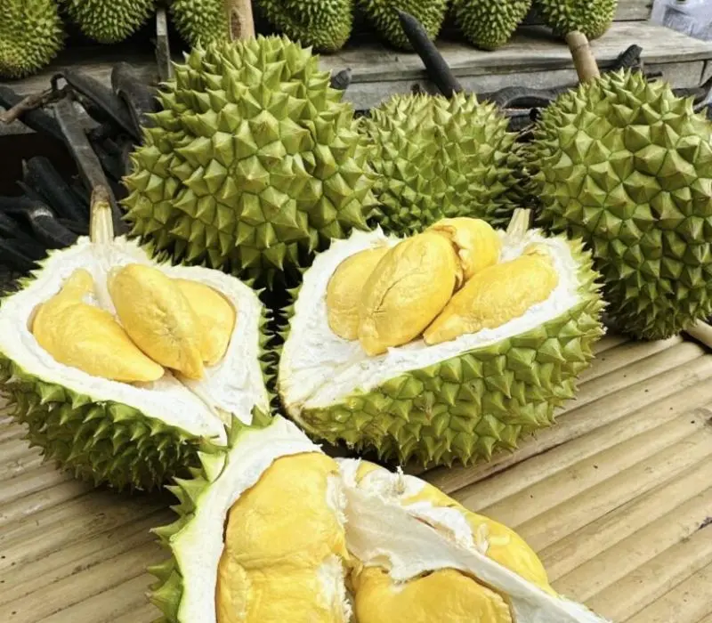 Top 5 vườn sầu ri&ecirc;ng Cần Thơ, vừa ăn vừa m&ecirc; cảnh đẹp miệt vườn 6
