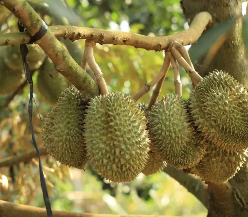 Top 5 vườn sầu ri&ecirc;ng Cần Thơ, vừa ăn vừa m&ecirc; cảnh đẹp miệt vườn 10