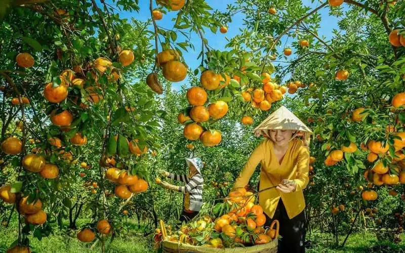 Top 7 vườn tr&aacute;i c&acirc;y Cần Thơ đ&oacute;n nhiều kh&aacute;ch du lịch nhất 7