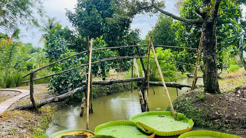 Về với miệt vườn Cần Thơ, kh&aacute;m ph&aacute; vẻ đẹp s&ocirc;ng nước thanh b&igrave;nh 8