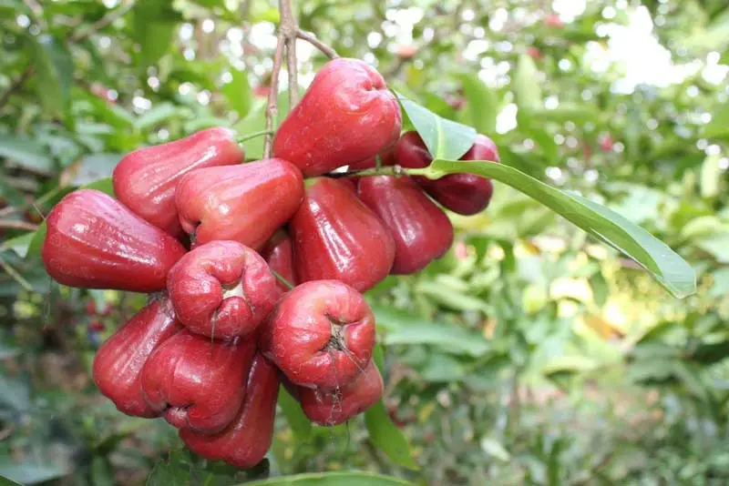 Về với miệt vườn Cần Thơ, kh&aacute;m ph&aacute; vẻ đẹp s&ocirc;ng nước thanh b&igrave;nh 9