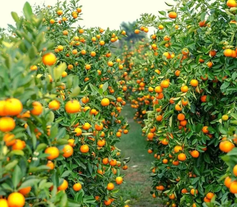 Vườn tr&aacute;i c&acirc;y V&agrave;m X&aacute;ng, thư gi&atilde;n v&agrave; tận hưởng kh&ocirc;ng kh&iacute; miệt vườn 5