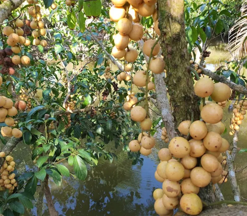 Vườn tr&aacute;i c&acirc;y V&agrave;m X&aacute;ng, thư gi&atilde;n v&agrave; tận hưởng kh&ocirc;ng kh&iacute; miệt vườn 3