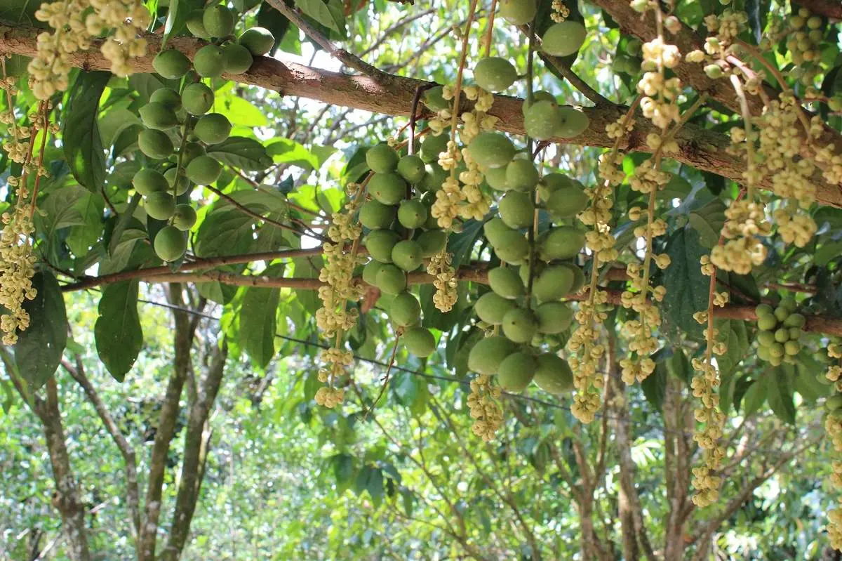 Du lịch Cần Thơ 3N2Đ tự t&uacute;c: Lịch tr&igrave;nh chi tiết 7