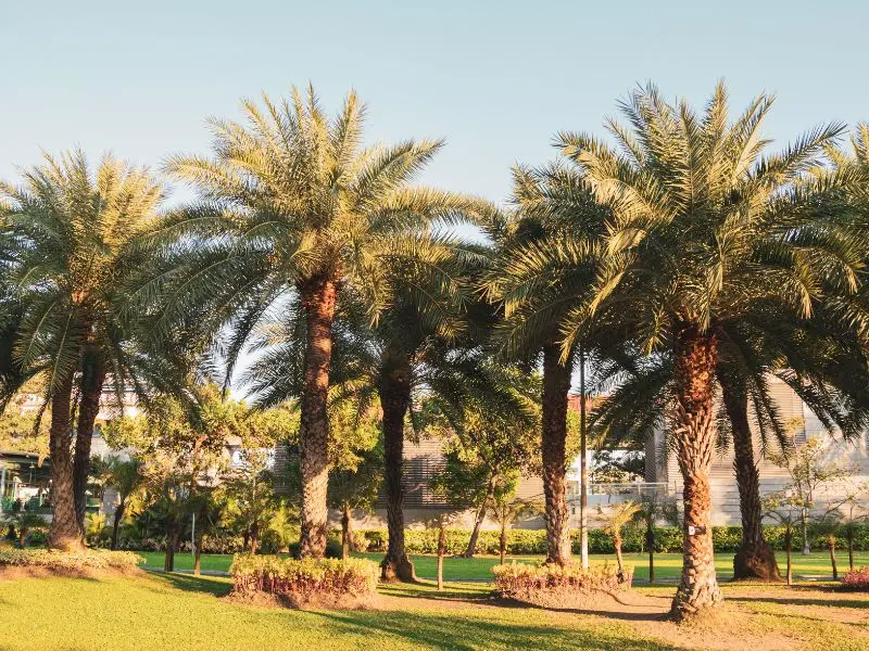 Hương vị độc đáo của chà là Dubai, món quà ngọt ngào từ sa mạc 3