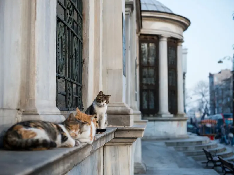 Cẩm nang du lịch Istanbul với nét đẹp giao thoa văn hóa Á-Âu 6