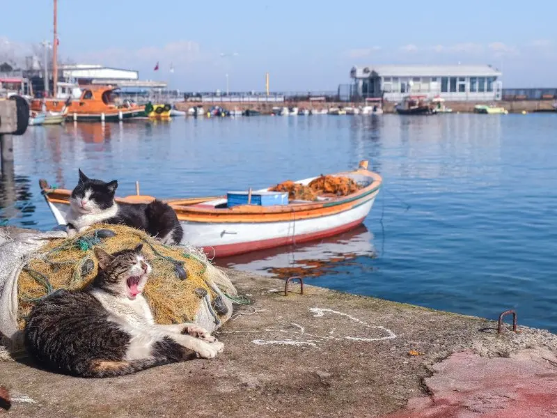 Cẩm nang du lịch Istanbul với nét đẹp giao thoa văn hóa Á-Âu 8