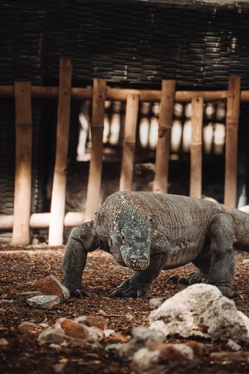 Đảo Komodo thiên đường của loài rồng độc đáo tại Indonesia 3