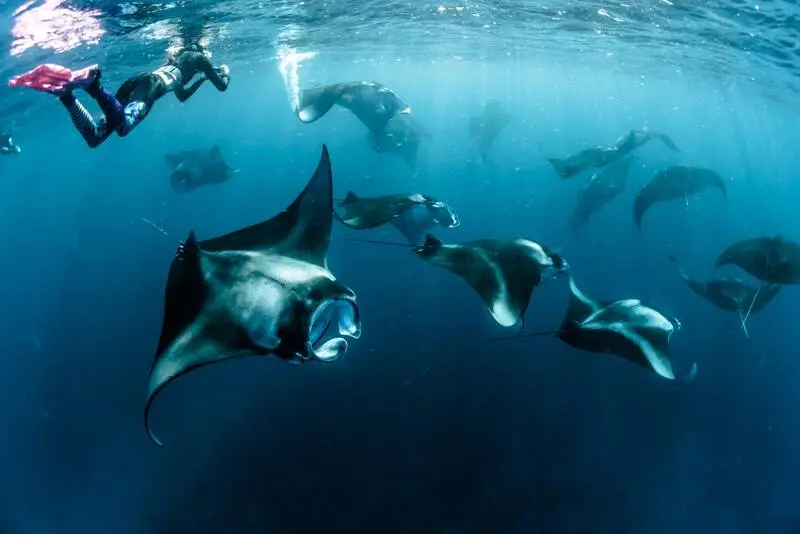 Đảo Komodo thiên đường của loài rồng độc đáo tại Indonesia 8