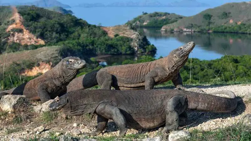 Đảo Komodo thiên đường của loài rồng độc đáo tại Indonesia 5