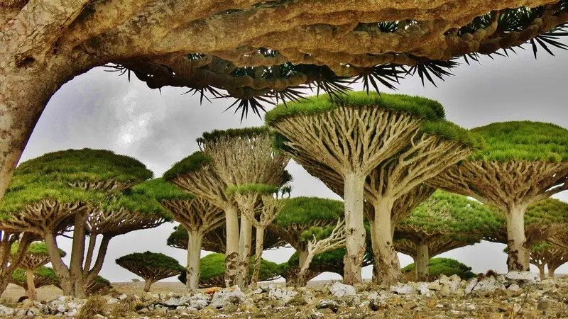 Đảo Socotra Yemen biệt lập với khung cảnh thi&ecirc;n nhi&ecirc;n như ở thế giới kh&aacute;c 2