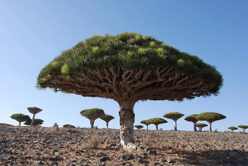 Đảo Socotra Yemen biệt lập với khung cảnh thi&ecirc;n nhi&ecirc;n như ở thế giới kh&aacute;c 12