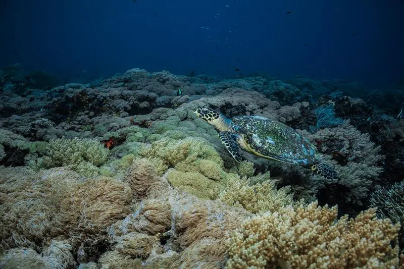 Du lịch Bali thì đừng bỏ lỡ Đảo Nusa Penida với vẻ đẹp huyền thoại 6