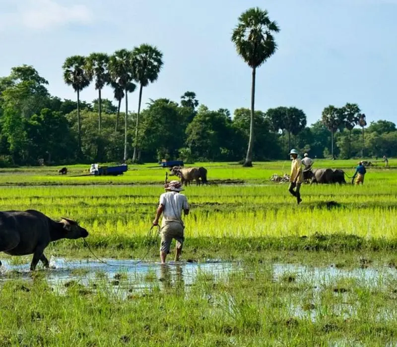 Kampong Cham, n&eacute;t đẹp mộc mạc v&agrave; b&igrave;nh y&ecirc;n của Campuchia 2