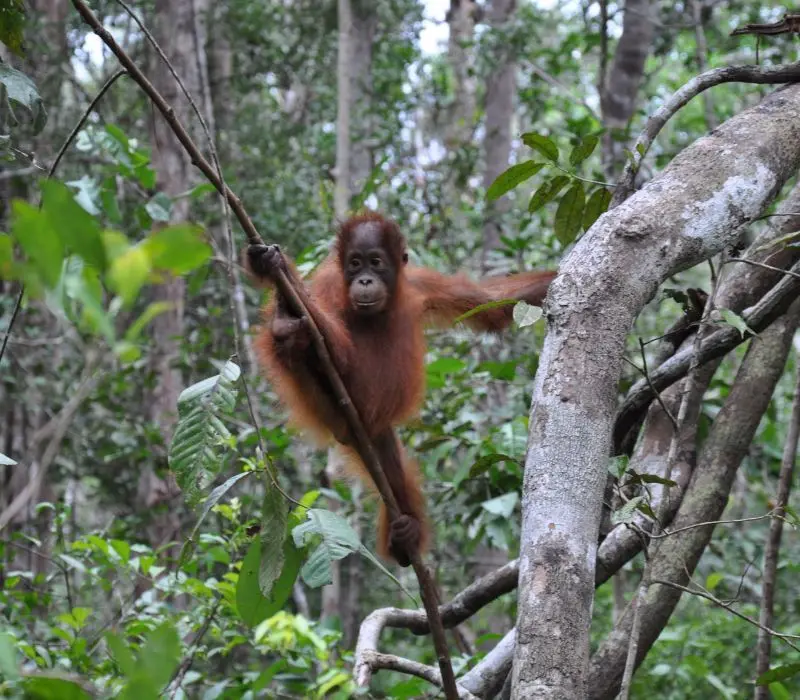 Kh&aacute;m ph&aacute; Kalimantan, v&ugrave;ng đất b&iacute; ẩn v&agrave; hoang d&atilde; của Indonesia 8