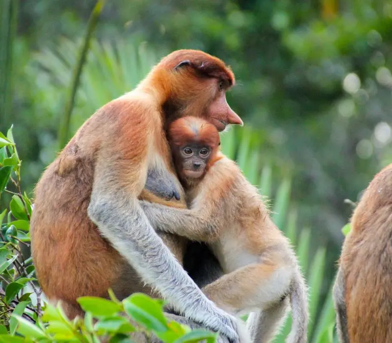 Kh&aacute;m ph&aacute; Kalimantan, v&ugrave;ng đất b&iacute; ẩn v&agrave; hoang d&atilde; của Indonesia 4