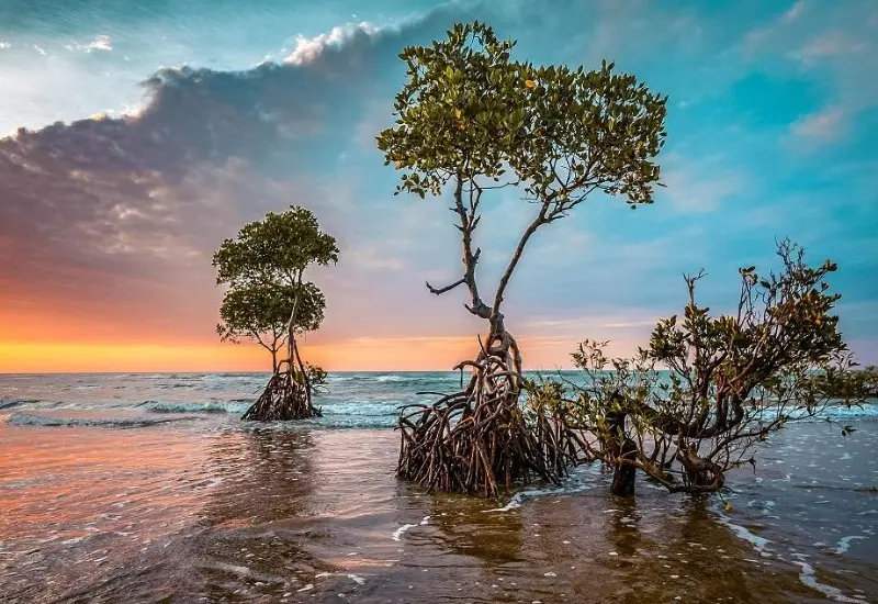 Kh&aacute;m ph&aacute; Siquijor: h&ograve;n đảo thi&ecirc;n đường của Philippines 4