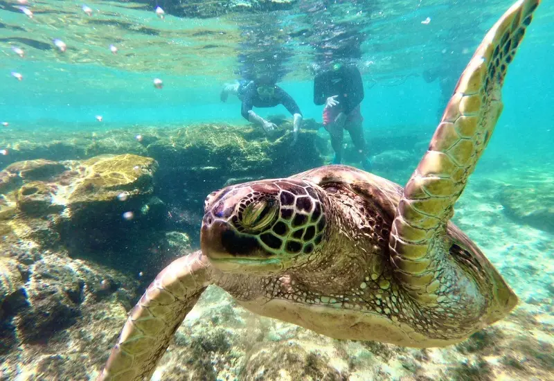 Kh&aacute;m ph&aacute; Siquijor: h&ograve;n đảo thi&ecirc;n đường của Philippines 8