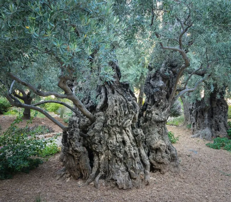 Kh&aacute;m ph&aacute; Vườn C&acirc;y Dầu (Gethsemane): H&agrave;nh tr&igrave;nh t&igrave;m về Th&aacute;nh địa Jerusalem 4