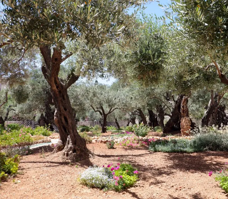 Kh&aacute;m ph&aacute; Vườn C&acirc;y Dầu (Gethsemane): H&agrave;nh tr&igrave;nh t&igrave;m về Th&aacute;nh địa Jerusalem 2