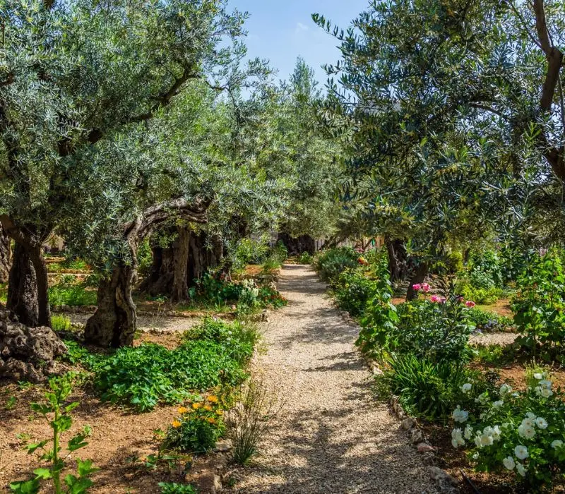 Kh&aacute;m ph&aacute; Vườn C&acirc;y Dầu (Gethsemane): H&agrave;nh tr&igrave;nh t&igrave;m về Th&aacute;nh địa Jerusalem 3