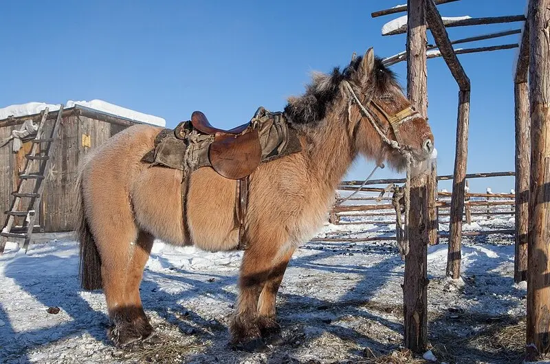 Người Yakut: Bộ tộc rực rỡ văn h&oacute;a v&ugrave;ng Siberia 4