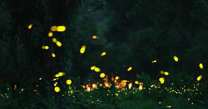 Puerto Princesa, 'n&agrave;ng c&ocirc;ng ch&uacute;a ngủ qu&ecirc;n' giữa thi&ecirc;n nhi&ecirc;n Palawan 9