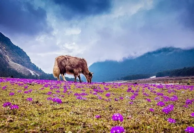 Sikkim, vi&ecirc;n ngọc ẩn b&ecirc;n những tu viện linh thi&ecirc;ng của Ấn Độ 11