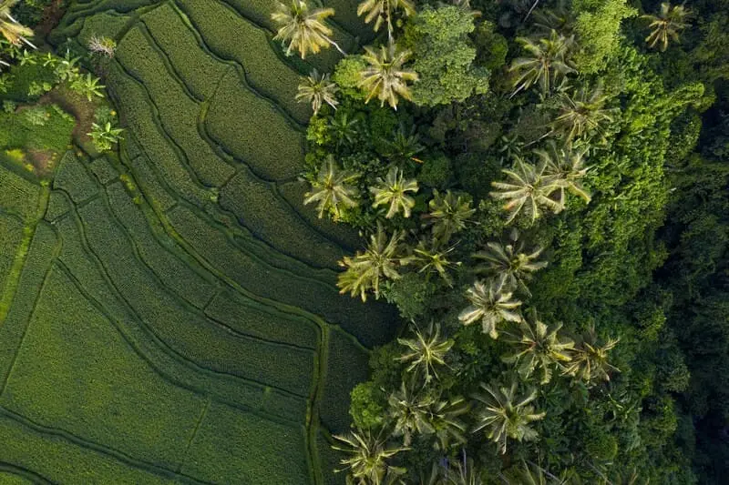 Trải nghiệm du lịch Ubud, nơi rực rỡ sắc m&agrave;u văn h&oacute;a bản địa Bali 2