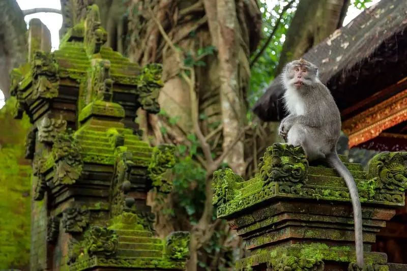 Trải nghiệm du lịch Ubud, nơi rực rỡ sắc m&agrave;u văn h&oacute;a bản địa Bali 11