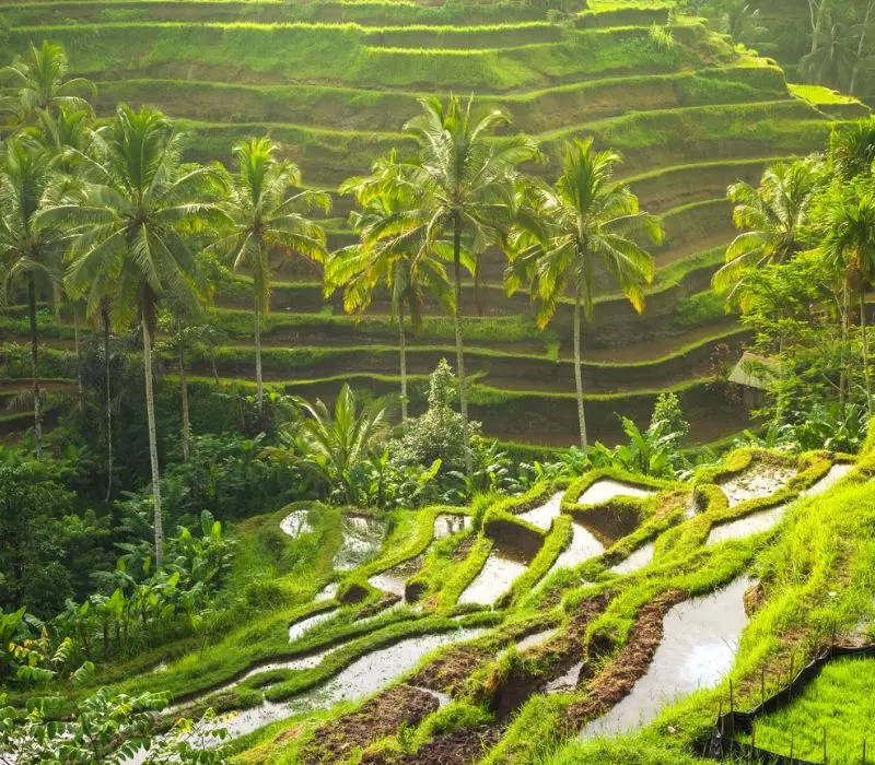 Du lịch Ubud Tết tận hưởng không gian thiên nhiên tươi đẹp