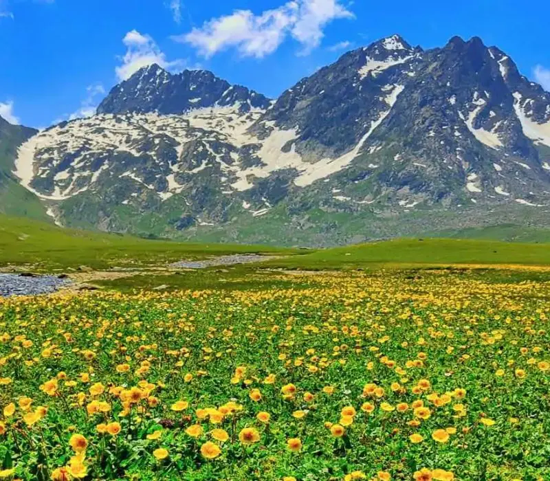 Khám phá đồng cỏ vàng Sonamarg thiên đường nơi hạ giới Ấn Độ