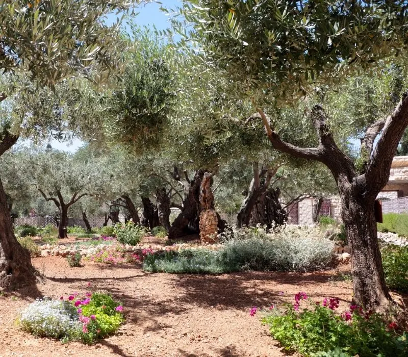 Khám phá Vườn Cây Dầu (Gethsemane): Hành trình tìm về Thánh địa Jerusalem