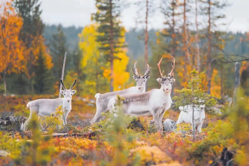Đ&oacute;n Gi&aacute;ng sinh tại L&agrave;ng &Ocirc;ng gi&agrave; Noel ở Rovaniemi, Phần Lan 7
