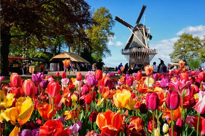 Lạc v&agrave;o vườn Keukenhof với c&aacute;nh đồng 7 triệu hoa tulip nở rộ 2