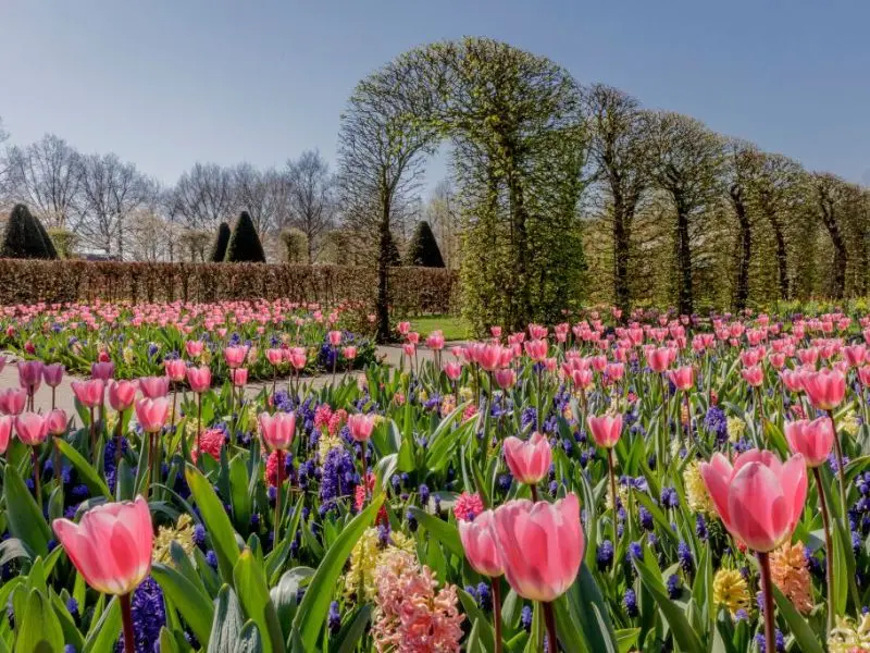 Lạc v&agrave;o vườn Keukenhof với c&aacute;nh đồng 7 triệu hoa tulip nở rộ 5