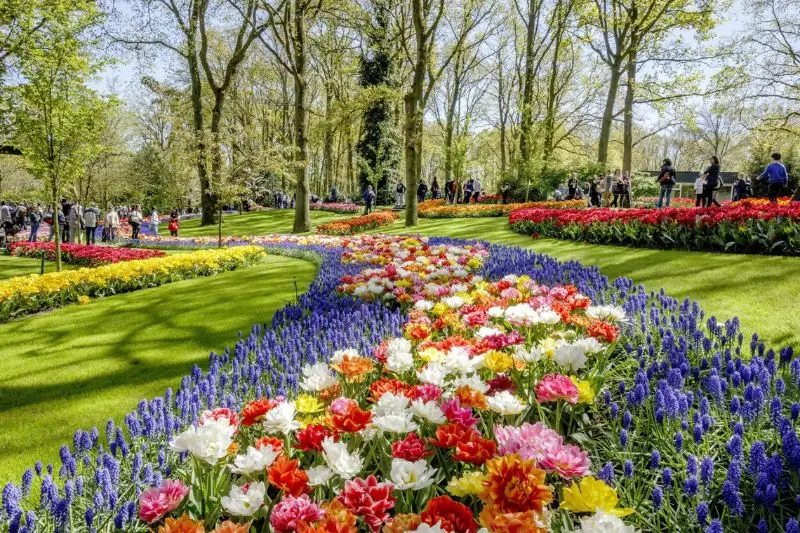 Lạc v&agrave;o vườn Keukenhof với c&aacute;nh đồng 7 triệu hoa tulip nở rộ 4