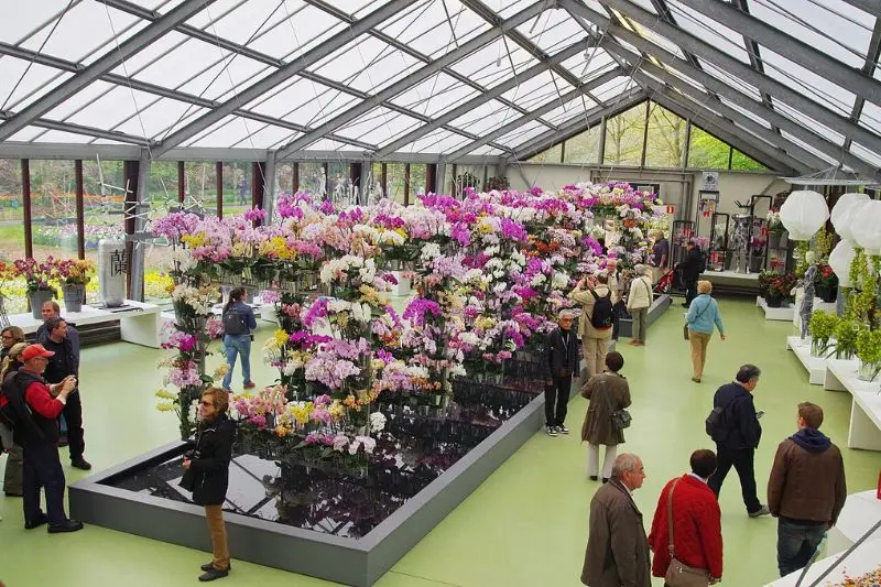 Lạc v&agrave;o vườn Keukenhof với c&aacute;nh đồng 7 triệu hoa tulip nở rộ 11