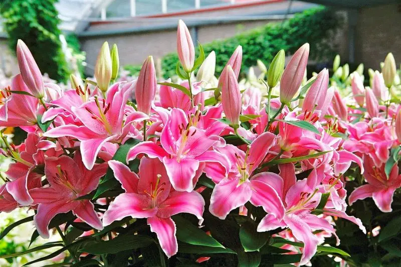 Lạc v&agrave;o vườn Keukenhof với c&aacute;nh đồng 7 triệu hoa tulip nở rộ 7