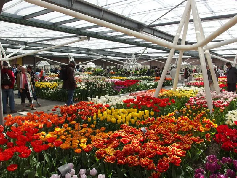 Lạc v&agrave;o vườn Keukenhof với c&aacute;nh đồng 7 triệu hoa tulip nở rộ 10